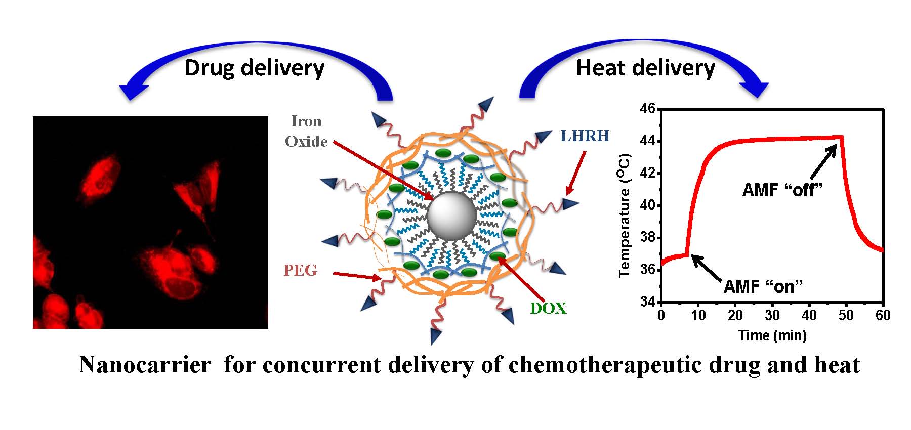 Receptor-Targeted Magnetic Liposomes